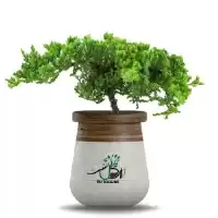 قیمت خرید گل کاج ستاره ای در آذربایجان غربی در گروه خرید و فروش نهالستان در یکمیوه