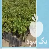 قیمت خرید نهال انگور گلدانی سه ساله در همدان در گروه خرید و فروش نهال انگور در یکمیوه