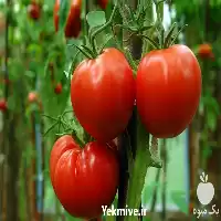 فروش بذر گوجه سانسید 6189 با بهترین کیفیت در البرز در گروه خرید و فروش بذر گوجه در یکمیوه