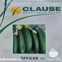 فروش بذر خیار افیسر در گروه خرید و فروش بذر خیار در یکمیوه