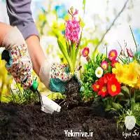 فروش دوره آموزشی باغبانی پیشرفته در اصفهان در گروه مشاوره در یکمیوه