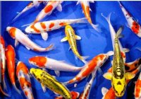 فروش عمده ماهی کوی در سلفچگان در گروه خرید و فروش ماهی کوی در یکمیوه