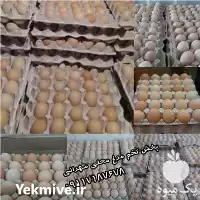 فروش و پخش تخم مرغ بومی و رسمی بی واسطه شمال در تهران در گروه انواع تخم ها در یکمیوه