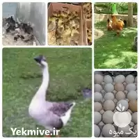فروش تخم نطفه دار و جوجه انواع ماکیان در گروه انواع تخم ها در یکمیوه