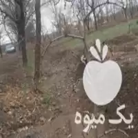 قیمت خرید نهال عناب درجه یک بیرجند سیوجان در خراسان جنوبی در گروه خرید و فروش نهال عناب در یکمیوه