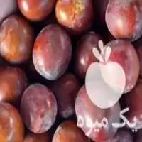 قیمت خرید نهال عناب خاف خرمایی سه ساله در مازندران در گروه خرید و فروش نهال عناب در یکمیوه