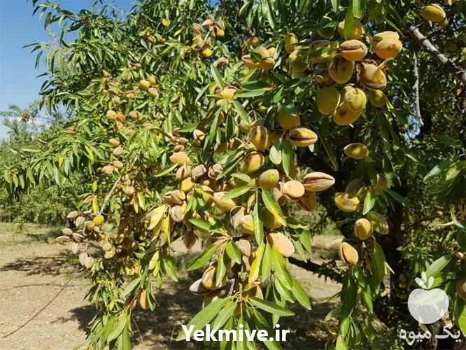 قیمت خرید نهال بادام در انواع مختلف با بهترین کیفیت در گروه خرید و فروش نهال بادام در یکمیوه -عکس1