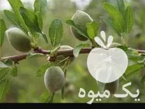 قیمت خرید نهال بادام توت فرنگی گل رز انگور انجیر در چهارمحال و بختیاری در گروه خرید و فروش نهال بادام در یکمیوه -عکس1