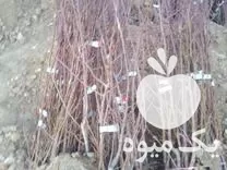 فروش انواع نهال بادام پیوندی در اصفهان در گروه خرید و فروش نهال بادام در یکمیوه -عکس1