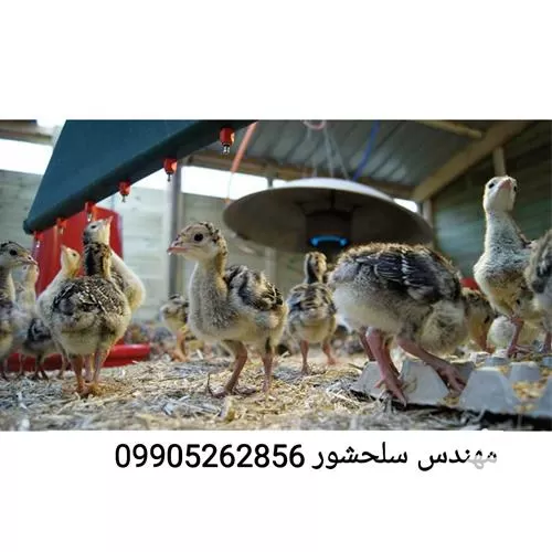 قیمت خرید جوجه بوقلمون برنز انگلیس در خراسان شمالی در گروه مرغ و خروس و بوقلمون و اردک قو قاز در یکمیوه -عکس1