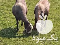 فروش دو راس گوسفند ابستن در مازندران در گروه گاو و گوسفند و میش و بز کهره گوساله در یکمیوه -عکس1