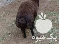 فروش قوچ سنگین وزن قزل افشار تیز ران در گروه گاو و گوسفند و میش و بز کهره گوساله در یکمیوه -عکس1
