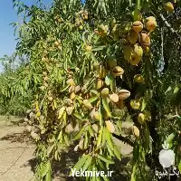 قیمت خرید نهال بادام در انواع مختلف با بهترین کیفیت در گروه خرید و فروش نهال بادام در یکمیوه