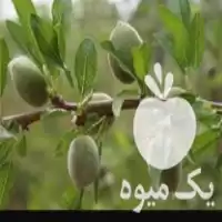 قیمت خرید نهال بادام توت فرنگی گل رز انگور انجیر در چهارمحال و بختیاری در گروه خرید و فروش نهال بادام در یکمیوه