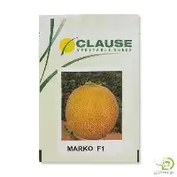 قیمت خرید بذر گالیا در خوزستان در گروه خرید و فروش انواع بذر در یکمیوه