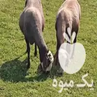 فروش دو راس گوسفند ابستن در مازندران در گروه گاو و گوسفند و میش و بز کهره گوساله در یکمیوه