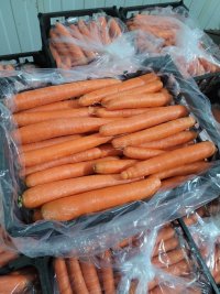 فروش هویج صادراتی در دزفول در گروه خرید و فروش هویج در یکمیوه