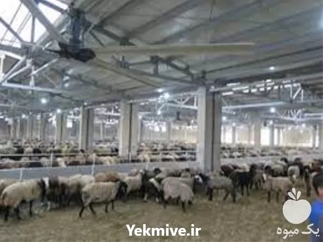 فروش آموزش پرورش میش داشتی در گروه گاو و گوسفند و میش و بز کهره گوساله در یکمیوه -عکس1