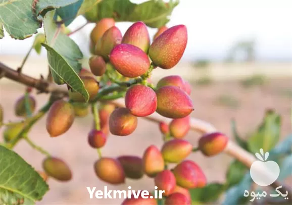 فروش نهال پسته در گروه خرید و فروش نهال پسته در یکمیوه -عکس1