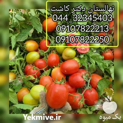قیمت خرید بذر گوجه فرنگی پرادو در گروه خرید و فروش بذر گوجه در یکمیوه -عکس1