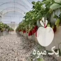 قیمت خرید سازه گلخانه در گروه خرید و فروش سوله و سازه گلخانه در یکمیوه