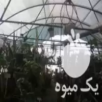 فروش سازه گلخانه در مازندران در گروه خرید و فروش سوله و سازه گلخانه در یکمیوه
