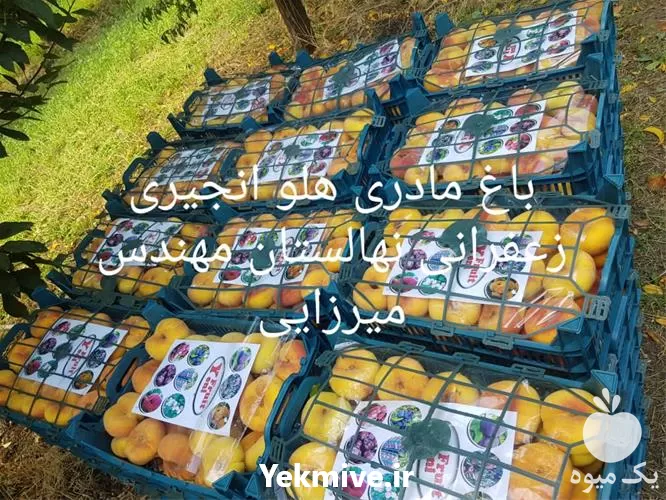قیمت خرید نهال هلو انجیری زعفرانی در آذربایجان غربی در گروه خرید و فروش نهال در یکمیوه -عکس1