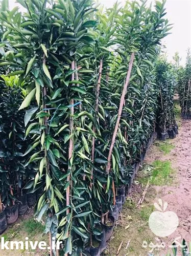 قیمت خرید نهال نارنگی پیچ به صورت عمده و جزئی در مازندران در گروه خرید و فروش نهال نارنگی در یکمیوه -عکس1