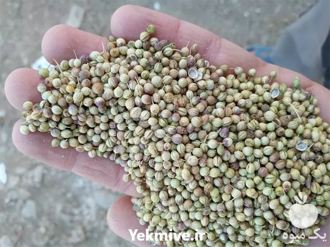 خرید و فروش تخم گشنیز و حبوبات در همدان در گروه خرید و فروش غلات و حبوبات در یکمیوه -عکس1
