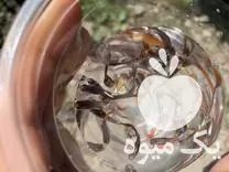 قیمت خرید ماهی گوپی سنگاپوری در مازندران در گروه خرید و فروش انواع ماهی در یکمیوه -عکس1