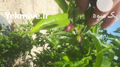 فروش شلیل مغان در گروه خرید و فروش شلیل در یکمیوه -عکس1