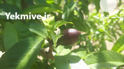 فروش شلیل مغان در گروه خرید و فروش شلیل در یکمیوه -عکس2