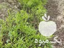 قیمت خرید نهال انجیر گلابی و ژاپنی در گروه خرید و فروش نهال در یکمیوه -عکس1