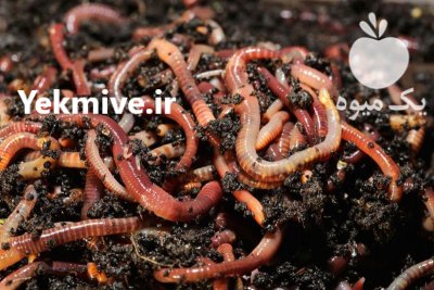فروش ویژه کرم ورمی کمپوست در گروه خرید و فروش کود کمپوست در یکمیوه -عکس1