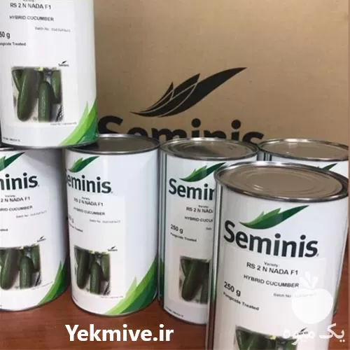 فروش بذر خیار n 2 مناسب در گروه خرید و فروش بذر خیار در یکمیوه -عکس1