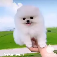 فروش سگ پامرانین عروسکی خرسی و روباهی در تهران در گروه سگ و گربه در یکمیوه