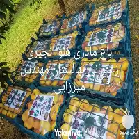 قیمت خرید نهال هلو انجیری زعفرانی در آذربایجان غربی در گروه خرید و فروش نهال در یکمیوه