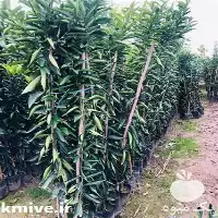 قیمت خرید نهال نارنگی پیچ به صورت عمده و جزئی در مازندران