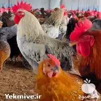 آگهی مشابه قیمت خرید قیمت خروس بالغ در مازندران در گروه مرغ و خروس و بوقلمون و اردک قو قاز در یکمیوه