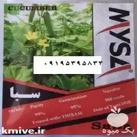 قیمت خرید بذر خیار گلخانه سبا در آذربایجان شرقی در گروه خرید و فروش بذر خیار در یکمیوه