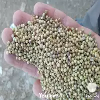 خرید و فروش تخم گشنیز و حبوبات در همدان در گروه خرید و فروش غلات و حبوبات در یکمیوه