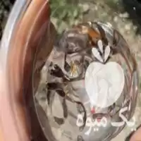 قیمت خرید ماهی گوپی سنگاپوری در مازندران در گروه خرید و فروش انواع ماهی در یکمیوه