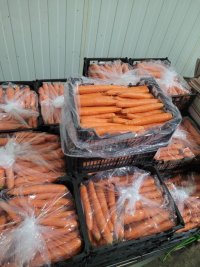 فروش هویج صادراتی مرغوب در دزفول در گروه خرید و فروش هویج در یکمیوه