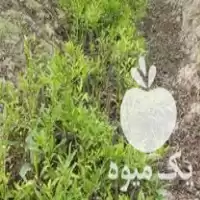 قیمت خرید نهال انجیر گلابی و ژاپنی در گروه خرید و فروش نهال در یکمیوه