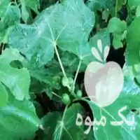 فروش نهال انجیر ژاپنی زود رس در گلستان در گروه خرید و فروش نهال در یکمیوه