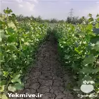 فروش نهال صنوبر نگرا ترکیه در تهران در گروه خرید و فروش نهال صنوبر در یکمیوه