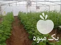 فروش سازه گلخانه با امکانات در سمنان در گروه خرید و فروش سوله و سازه گلخانه در یکمیوه -عکس1