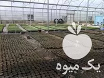 قیمت خرید نصب و طراحی و اجرای انواع سازه گلخانه مدرن در آذربایجان غربی در گروه خرید و فروش سوله و سازه گلخانه در یکمیوه -عکس1