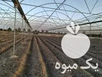 قیمت خرید انواع سازه دست دوم گلخانه در گروه خرید و فروش سوله و سازه گلخانه در یکمیوه -عکس1
