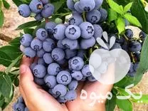 فروش بذر انواع میوه خوشمزه و جذاب در گروه خرید و فروش میوه استوایی در یکمیوه -عکس1